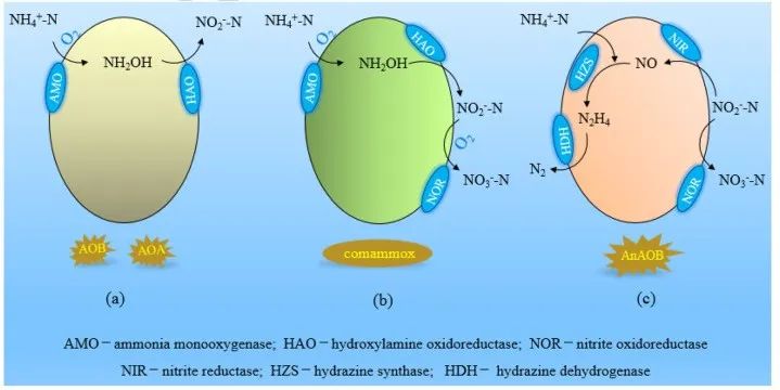 重新認識氨氧化過程 生物脫氮最新研究進展！
